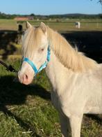 Knappe welsh pony,s gezocht, Dieren en Toebehoren, Pony's, Meerdere dieren, Niet van toepassing, B pony (1.17m tot 1.27m), Recreatiepony