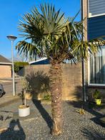 Chinese waaierpalm te koop Bladhoogte 250cm., Tuin en Terras, Planten | Bomen, Ophalen, Zomer, Volle zon, Palmboom