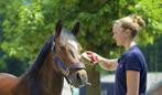 Verzorgpony gezocht Hattemerbroek/Wezep/Hattem, Ophalen, Gebruikt, Recreatie