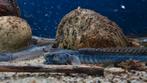 Gobioides broussonnetii, drakenkop goby, Zoetwatervis, Vis