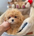 Exclusive Maltipoo F1 pup Babyface!! ( Maltezer/Toy Poedel), Dieren en Toebehoren, Honden | Chihuahua's en Gezelschapshonden, Meerdere