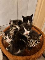 5 kittens, Meerdere dieren, Kortharig, 0 tot 2 jaar