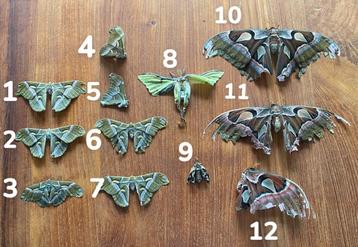 Vlinders / motten specimens beschikbaar voor biedingen