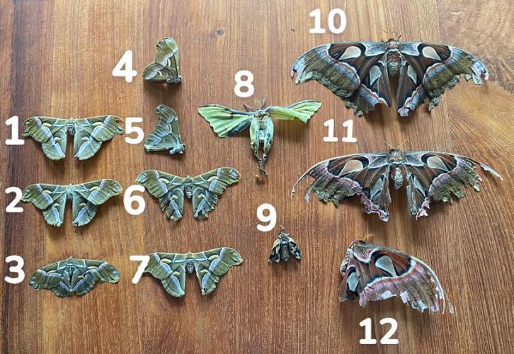 Vlinders / motten specimens, Dieren en Toebehoren, Insecten en Spinnen, Vlinders of Rupsen