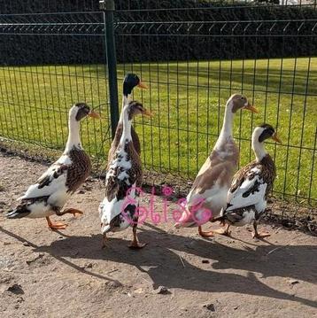 Broedeieren bonte indische loopeenden flesseneend  beschikbaar voor biedingen