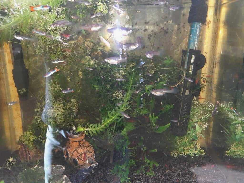 Te koop guppen teab, Ophalen of Verzenden