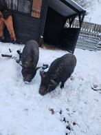 Twee Göttinger mini varkens, Mannelijk, Varken, 0 tot 2 jaar