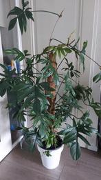 Grote philodendron pedatum, Huis en Inrichting, Kamerplanten, Overige soorten, Ophalen of Verzenden, Halfschaduw, Groene kamerplant