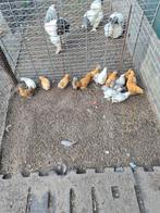 Tekoop mooie kuikens, Dieren en Toebehoren, Pluimvee, Geslacht onbekend, Kip