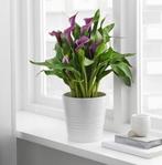 Witte bloempot Ikea Kardemumma, Ophalen, Zo goed als nieuw, Rond