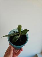 hoya carnosa stekje, Huis en Inrichting, Kamerplanten, Ophalen, Overige soorten, Halfschaduw, Minder dan 100 cm