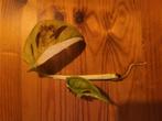 Monstera adansonii variegata, Overige soorten, Minder dan 100 cm, Groene kamerplant, Halfschaduw