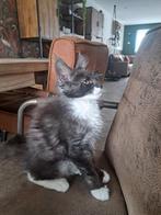 Maine coon kitten, Dieren en Toebehoren, Katten en Kittens | Raskatten | Langhaar, Meerdere dieren, Gechipt, 0 tot 2 jaar