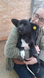 Spitsy Ter adoptie!, Dieren en Toebehoren, Particulier, Rabiës (hondsdolheid), Reu, 1 tot 2 jaar