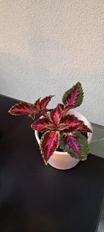 Siernetel (Coleus) planten met opvallende rode bladeren., Huis en Inrichting, Kamerplanten, Ophalen of Verzenden, Overige soorten