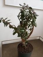 Crassula ovata., Huis en Inrichting, Ophalen, Minder dan 100 cm