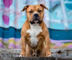 American Bully Dekreu, Rabiës (hondsdolheid), Reu, Meerdere, 3 tot 5 jaar