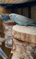 Jonge grasparkiet, Dieren en Toebehoren, Geslacht onbekend, Parkiet