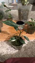 Epipremnum pinnatum variegata, Huis en Inrichting, Kamerplanten, Ophalen, Overige soorten, Halfschaduw, Minder dan 100 cm