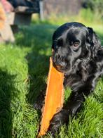 Super baasje gezocht, Rabiës (hondsdolheid), Teef, Eén hond, Nederland