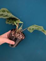 Marantha Kerchoveana plant, Huis en Inrichting, Kamerplanten, Ophalen of Verzenden, Halfschaduw, Minder dan 100 cm