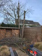 Gratis bomen zagen omgeving Assen, Groningen en Emmen., Minder dan 3 m³, Ophalen