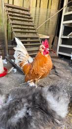 Haan, Dieren en Toebehoren, Pluimvee, Mannelijk, Kip