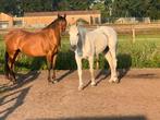 Hulp gezocht voor mijn 2 paarden, Diensten en Vakmensen, Dieren | Paarden | Verzorging, Oppas en Les