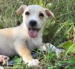 SPEELSE MENSGERICHTE PUPS ZOEKEN THUIS, Teefjes en Reutjes, Particulier, Rabiës (hondsdolheid), 8 tot 15 weken, Buitenland