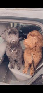 labradoodle / koning poedel, Rabiës (hondsdolheid), Reu, 1 tot 2 jaar, Labrador retriever