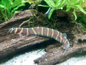 Hobbyaquarium  Pangio myersi – Reuze Kuhlii beschikbaar voor biedingen
