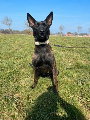 Prachtige, lieve Hollandse herder teef te koop beschikbaar voor biedingen