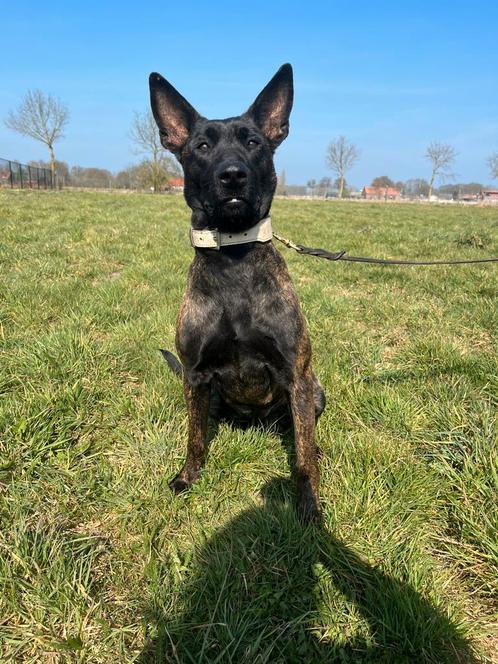 Prachtige, lieve Hollandse herder teef te koop, Dieren en Toebehoren, Honden | Herdershonden en Veedrijvers, Teef, Herder, Particulier