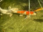 Koi’s, goudzeelt en groep goudvoorns (zsm, ivm lekke vijver), Dieren en Toebehoren, Vissen | Vijvervissen, Karper of Koi
