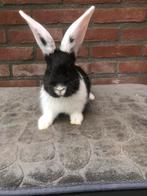 Duitse reuzen, Dieren en Toebehoren, Konijnen, Meerdere dieren, Groot, 0 tot 2 jaar