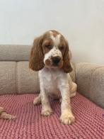 Engelse Cocker Spaniël pups klaar om te verhuizen!, België, Fokker | Hobbymatig, 8 tot 15 weken, Meerdere