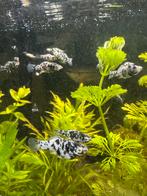 Marmer Mollies te koop, Dieren en Toebehoren, Vissen | Aquariumvissen, Vis