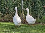 2 ganzen, Meerdere dieren, Gans of Zwaan