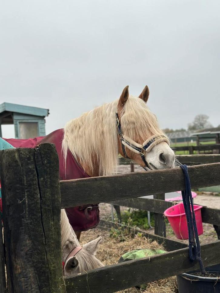 “Gezocht” leuke setjes, Dieren en Toebehoren, Paarden en Pony's | Overige Paardenspullen, Ophalen of Verzenden