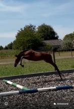 Veelbelovend springtalent te koop, Dieren en Toebehoren, Paarden, Springpaard, Gechipt, Niet van toepassing, 0 tot 2 jaar