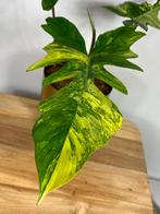 Philodendron Florida Beauty x Mayoi Variegata Kruising, Huis en Inrichting, Kamerplanten, Ophalen of Verzenden, Halfschaduw, Minder dan 100 cm