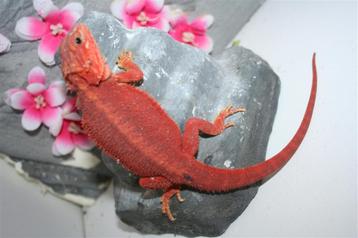 Baardagaam HypoTrans RED poss.Het. Albino Bearded Dragons beschikbaar voor biedingen