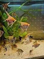 Laatste 10 Jonge oranje maanvissen 6 cm hoog €3.75 per stuk, Dieren en Toebehoren, Vissen | Aquariumvissen, Vis, Zoetwatervis