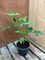 Framboos, Ophalen, Volle zon, Vaste plant, Zomer