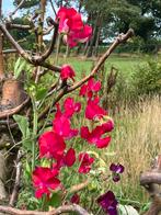 Zaden Lathyrus odoratus Annie Gilroy, Ophalen of Verzenden, Voorjaar, Volle zon, Zaad