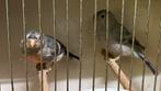 Goudvink Double pastel 2025, Meerdere dieren, Wildzangvogel, Geringd