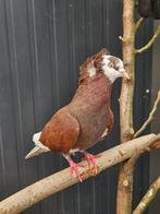 Madonna zoekt een huisje! (Sierduif), Geslacht onbekend, Overige soorten