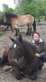 Hulp nodig met je (project) paard?, Gedragstraining