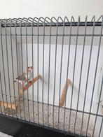 Witborst zebravinken (mannen), Dieren en Toebehoren, Vogels | Overige Vogels, Mannelijk, Geringd