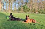 Nestje hollands x mechelse herder pups, Dieren en Toebehoren, Honden | Niet-rashonden, 8 tot 15 weken, Meerdere, Meerdere dieren